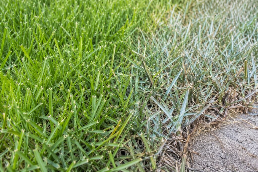 How to Spot and Stop Drought Stress on Coastal SC Lawns